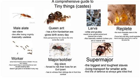 A Guide To Ant Castes Ants