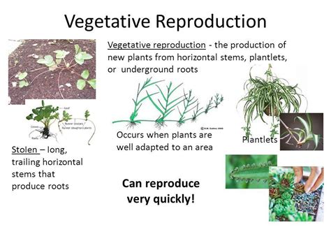 But you have roots, a stem, and leaves (if not the leaves, at least the shoots. what is vegetative propagation? state two advantages and ...