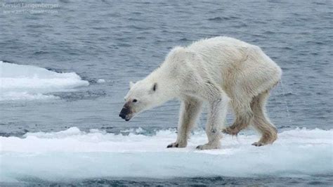 Petition · Help Restore The Polar Bear Population ·