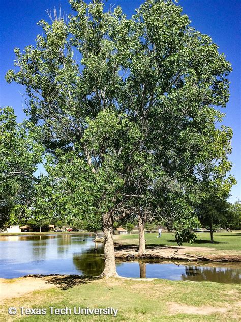 Poplar Eastern Cottonwood Woody Plant Finder Comprehensive