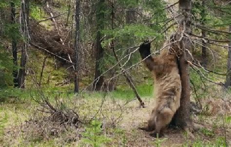 5 S Of The Pole Dancing Bears On Planet Earth Ii That Will Make You