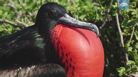 Male Frigate Birds Galápagos Lindblad Expeditions National