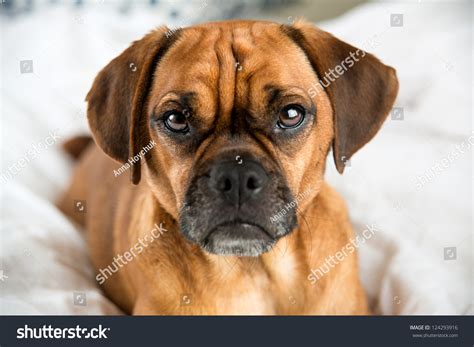 Dark Fawn Puggle Dog Laying On Owners Bed Stock Photo 124293916