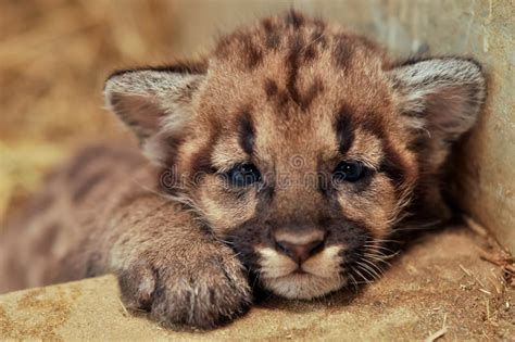 Cougar Cub Stock Image Image Of Cute Feline Looking 30473191
