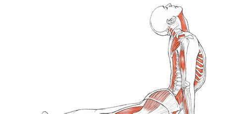 Type bodyweight, flexibility, mobility, stretching. Yoga Anatomy: Upward-Facing Dog - Sonima