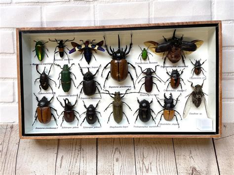 Insect Display Box Frame Display Case Bug Insect 8 Etsy
