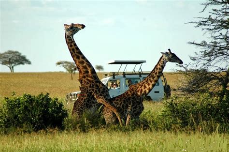 Photos Of Giraffes Mating In Serengeti National Parktanzania ~ Ukarimu Blog The Perfect