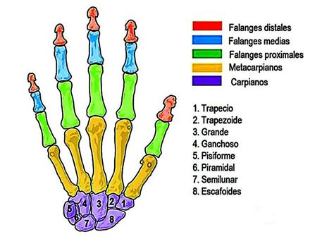 Huesos Del Brazo Y El Antebrazo ¿cuáles Hay Y Cómo Son