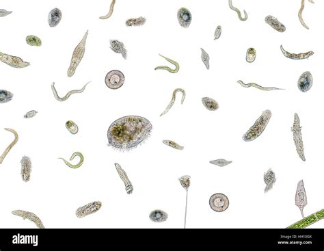 Micrography Showing Lots Of Various Freshwater Microorganisms In Light