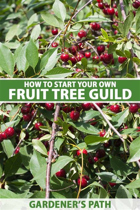 what are permaculture fruit tree guilds gardener s path