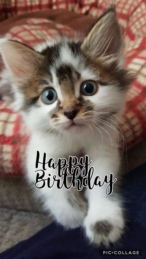 Pin By Lily Dagorn On Joyeux Anniversaire Happy Birthday Cat Cat