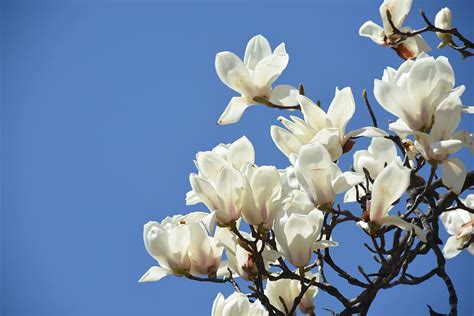 Magnolia Desktop Wallpaper