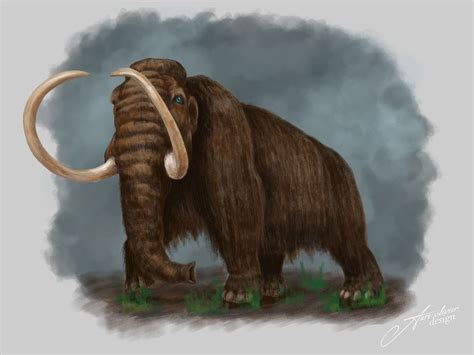 Woolly Mammoth Animal Drawing Week 8 Full Renders On Behance