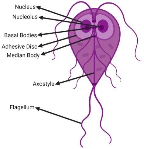 Morphology Of Giardia Trophozoite Download Scientific Diagram