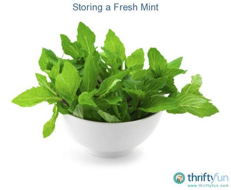 Storing Fresh Mint Fresh Mint Mint Fresh Herbs