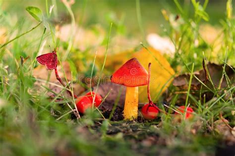 Beautiful Forest Mushroom Toadstool Fantasticl Autumn Landscape
