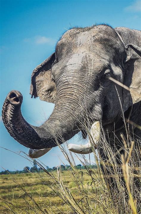 Don't Miss These Amazing Animal Experiences Around The World - Mapping
