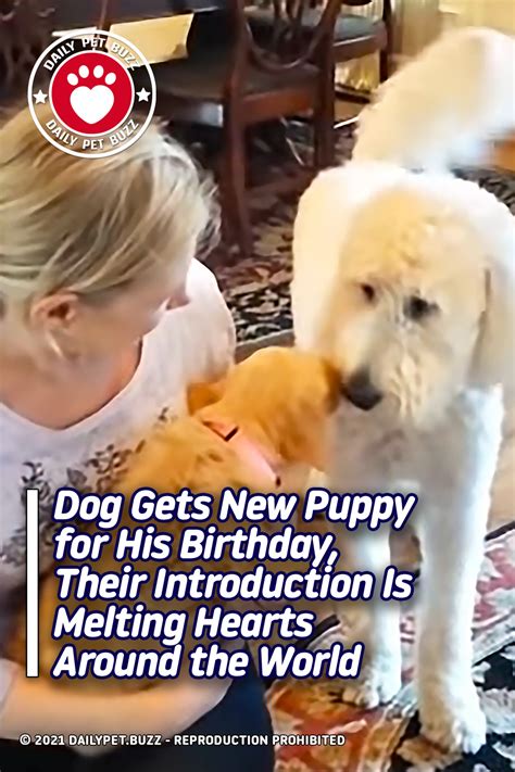 Dog Gets New Puppy For His Birthday Their Introduction Is Melting