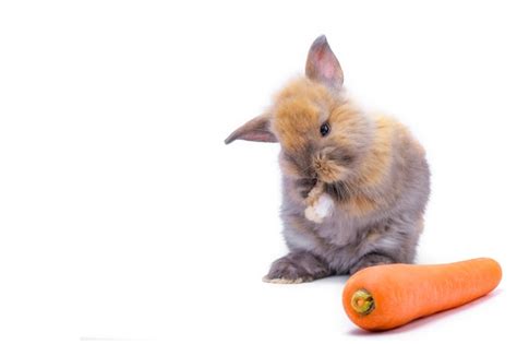 Premium Photo Cute Red Baby Easter Rabbit Eating Carrot On White