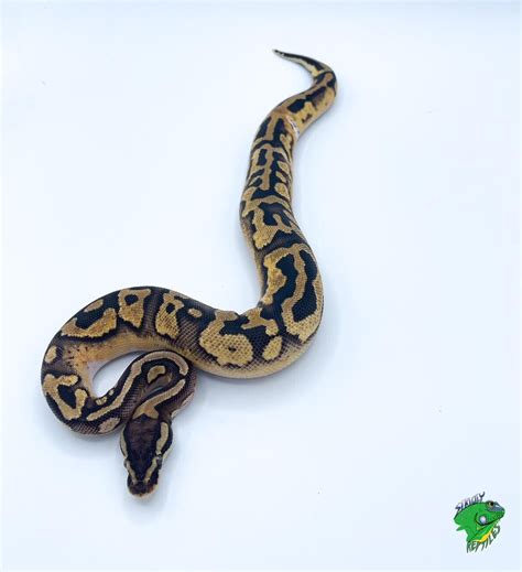 Pastel Ivory Ball Python Baby Strictly Reptiles Inc