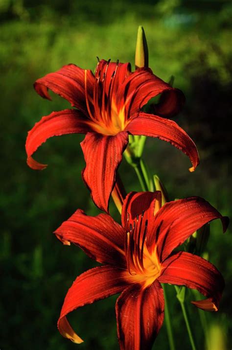 Trees And Shrubs Trees To Plant Red Lily Flower Fire Lily Art All