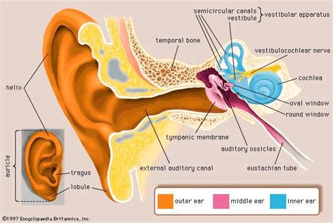 Human Ear Tympanic Membrane And Middle Ear