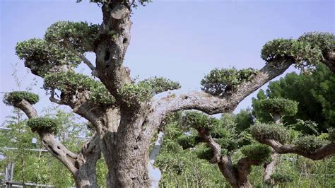 Wahat Al Sahraa Nurseries Desert Group Youtube