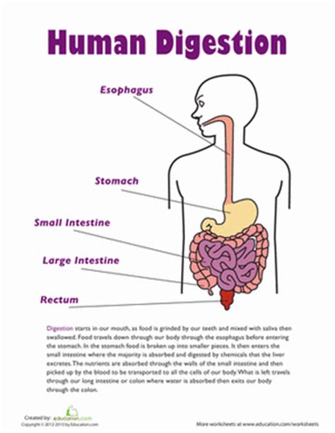 digestive system worksheet  grade  worksheet