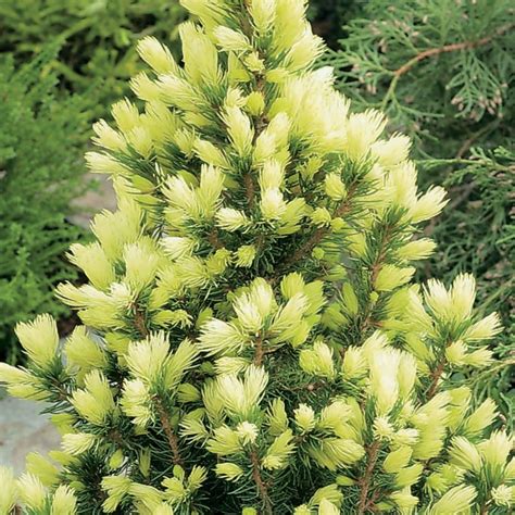 An Attractive Dwarf Evergreen Conifer Picea Daisys White