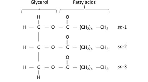 Triacylglycerol Tag Structure Showing Glycerol With Three Fatty Acids