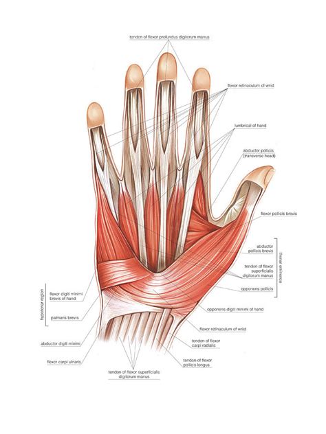 Hand Muscle Anatomy Anatomical Charts And Posters