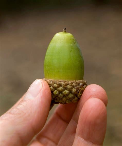 Discard any acorns that may be cracked or with holes in the shell. Central Pennsylvania Forestry: Planting Acorns to Grow Oak ...