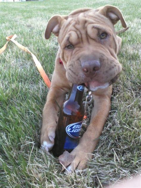 The reasons are evident, and it is an even better choice if your pet has a sweet temper. Pets Named After Famous Racers, Part 50: Travis The Dog ...