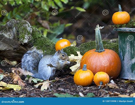Western Grey Squirrel Eating Near Fall Pumpkins Stock Photo Image Of