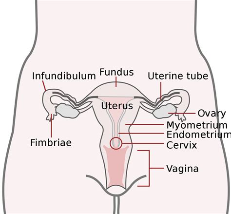 file basic female reproductive system english svg wikimedia commons