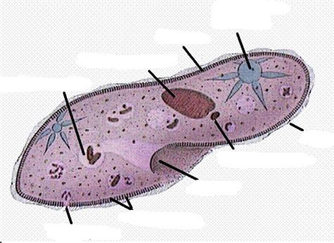 Paramecium Ciliophora Diagram Diagram Quizlet