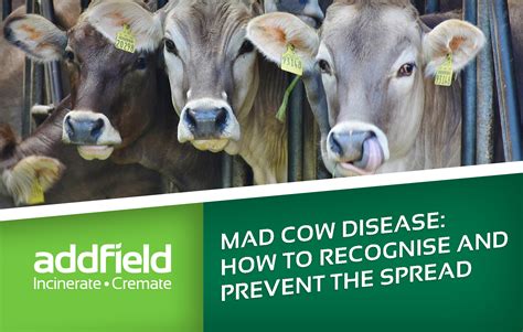 Mad Cow