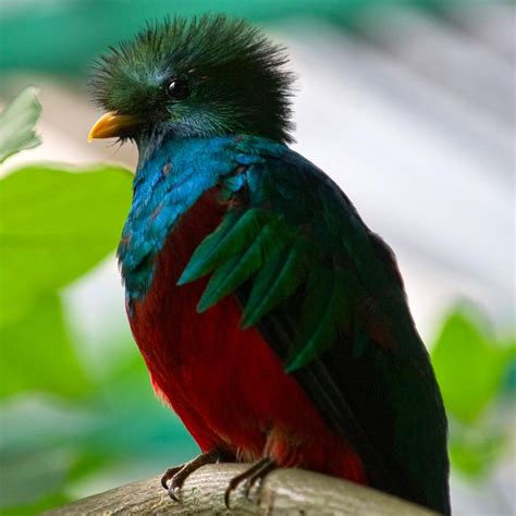 El Quetzal Ave Nacional Aves Exoticas Del Mundo Ave Nacional De