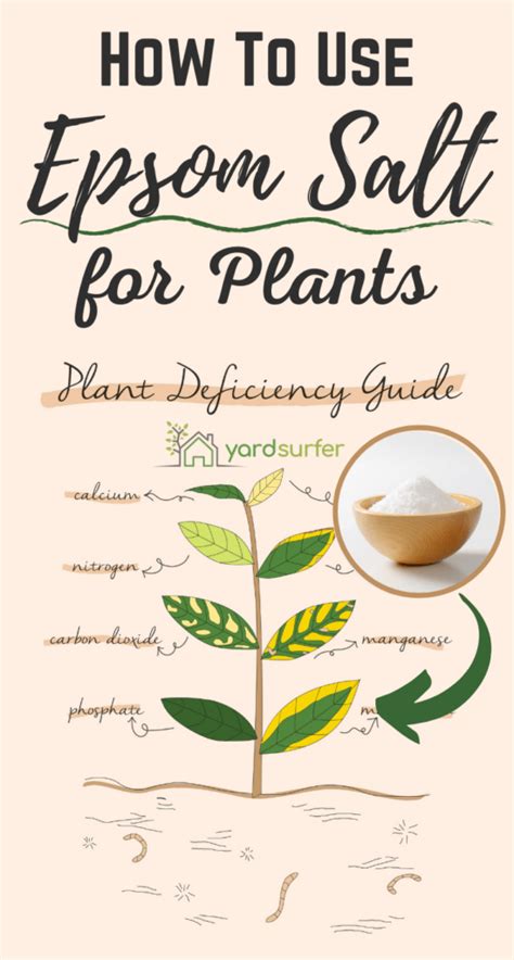 Epsom Salt For Plants Complete Guide Yard Surfer