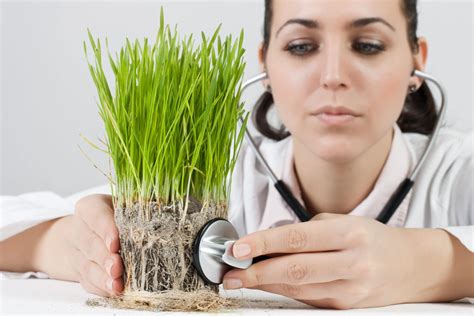 303 e overton rd # 106, dallas, tx 75216. Plant Doctor | Elite Tree Care