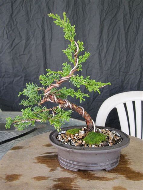 Indoor and outdoor topiary, silk plant, and silk tree. diy-indoor-bonsai-tree-ideas - HomeMydesign