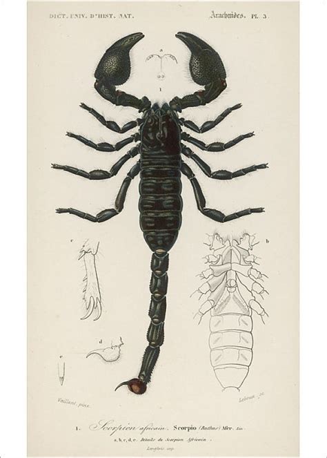 Photograph African Scorpion C1850 7x5 Photo Print Made In The Usa