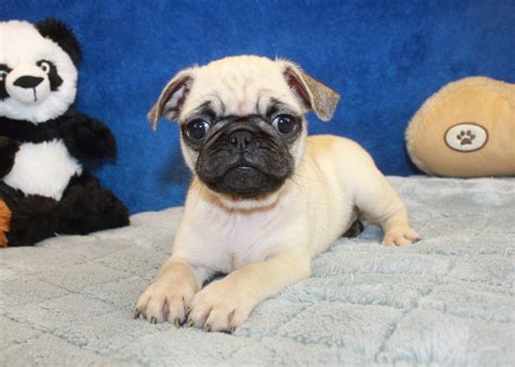 Pug Puppies For Sale Long Island Puppies