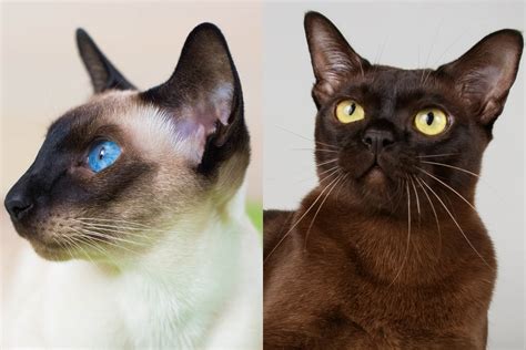 Siamese Vs Burmese Cat What Is The Difference Cat World