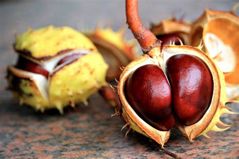 Free Images Prickly Fruit Food Produce Autumn Brown Nut