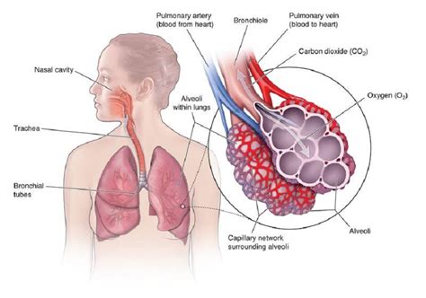 Respiratory System Alveoli And Capillaries