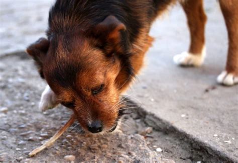 This morning she did something i have never seen her do. Dog Eating Poop And Throwing Up: Should We Be Worried ...