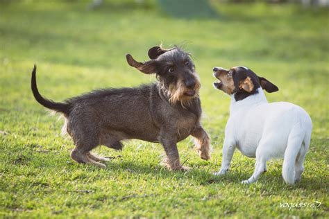 Artikel und videos aus politik, wirtschaft, börse, sport und aller welt. die neuesten Nachrichten Foto & Bild | tiere, haustiere ...