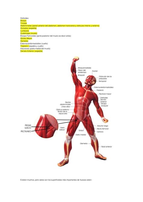 Musculos Y Huesos Mas Importantes
