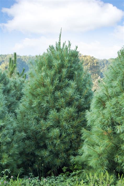 If you have an area that is in full shade (under three hours of sun exposure daily), try planting one of these 11 trees. The Top 10 Fastest Growing Trees To Shade Your Home